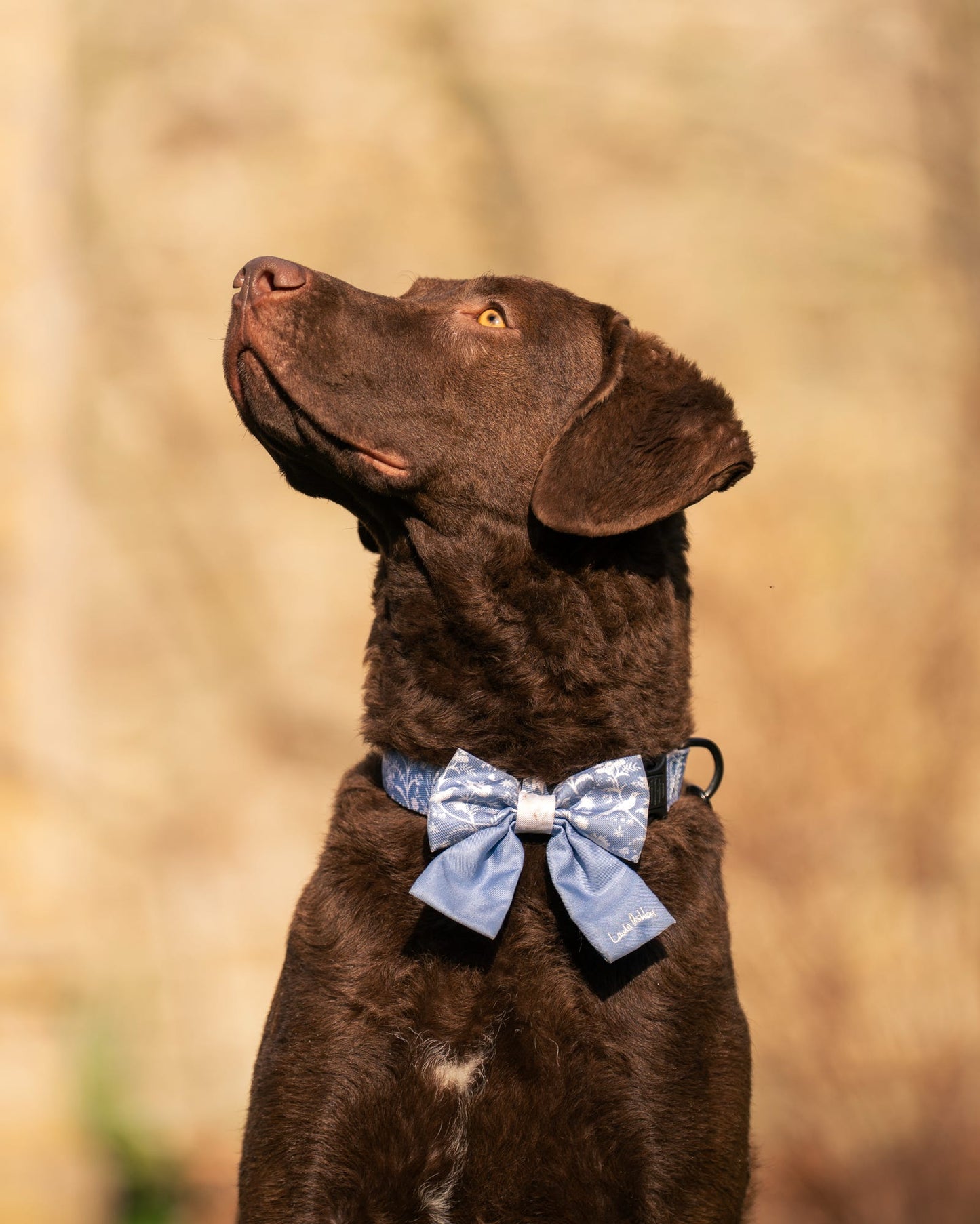 Brown dog wearing a blue sailor bow tie against a blurred natural background