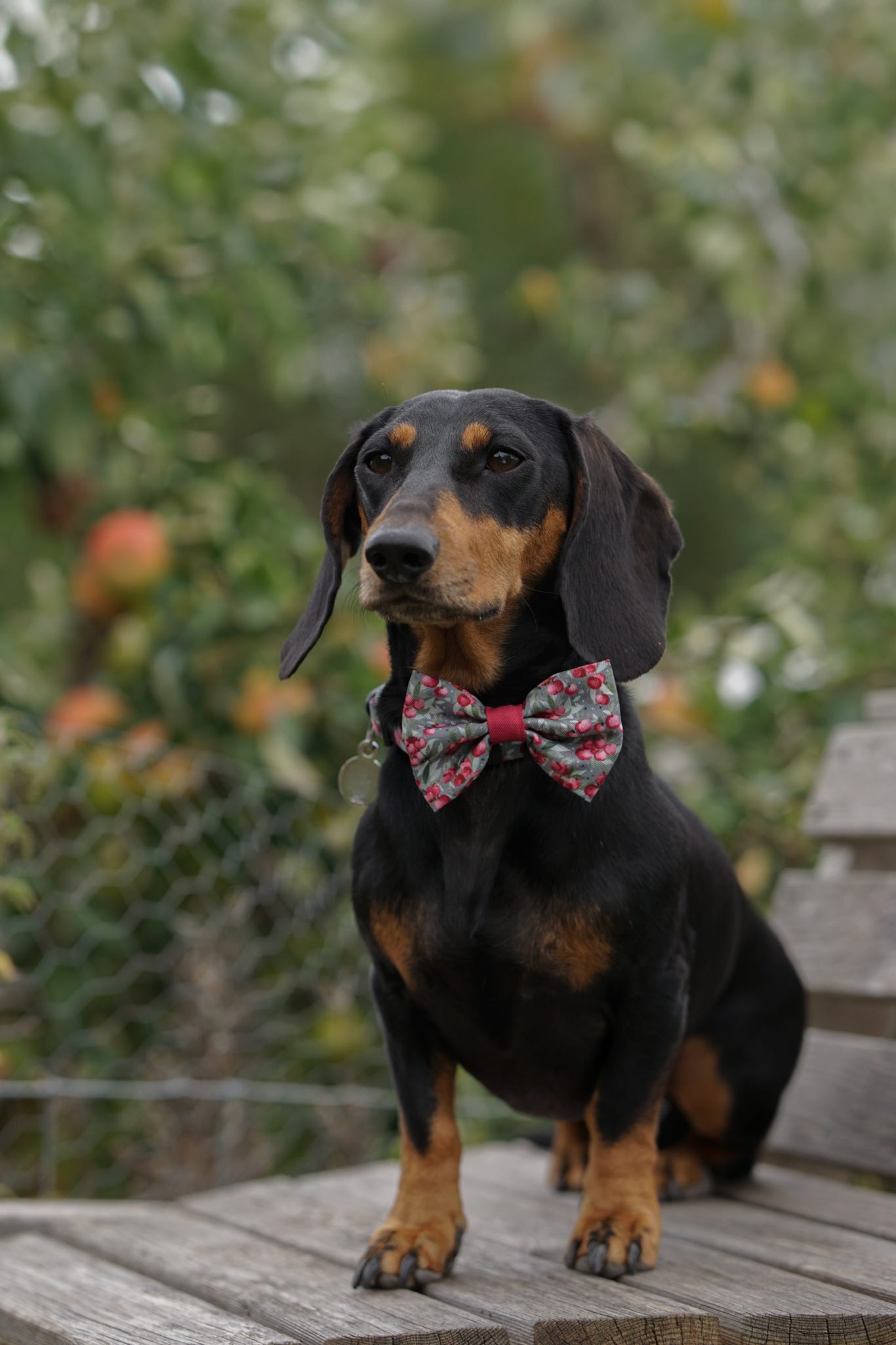Bow Tie - Crab Apple Cottage