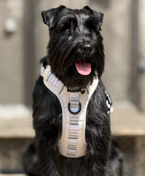 Hike & Go™ Harness - Coconut Cream