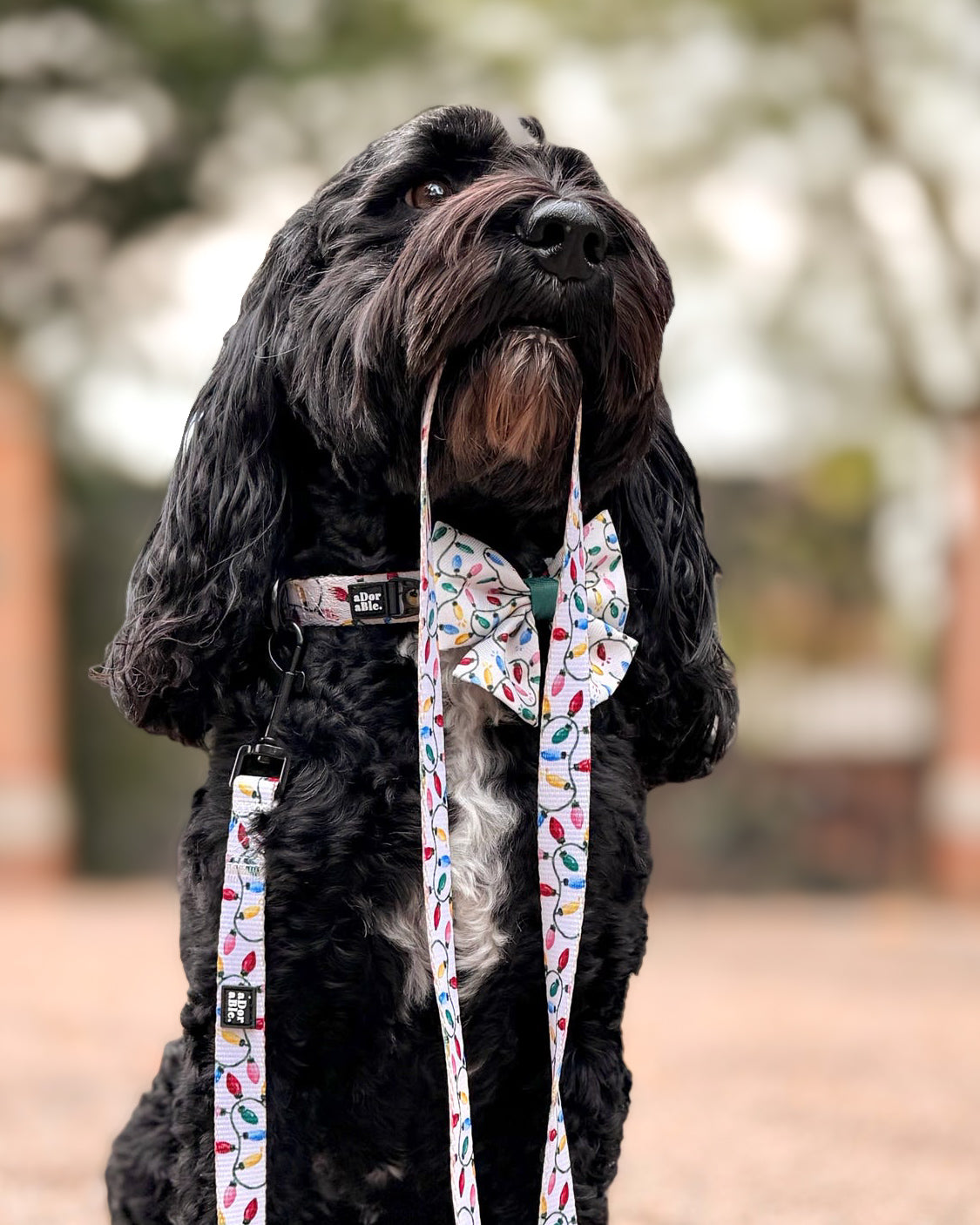 Lead - Festive Lights