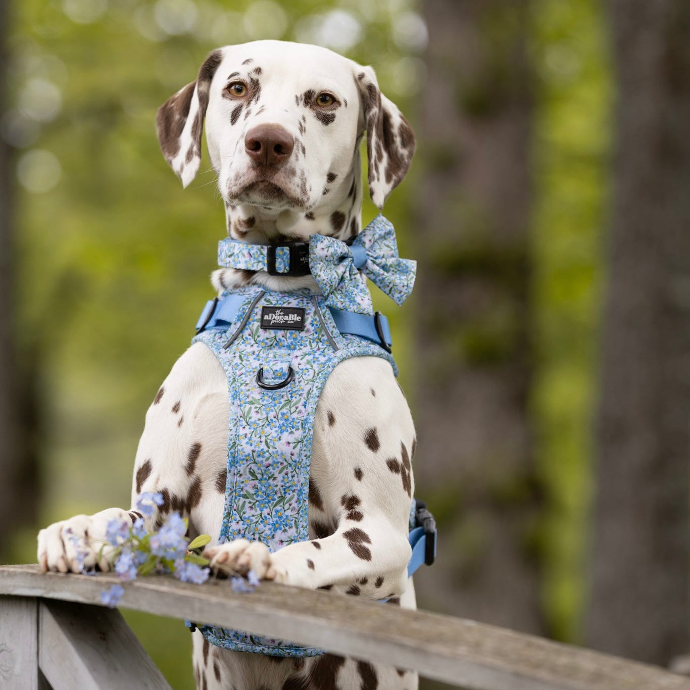 Dog Sailor Bow Tie - Flourishing Forget-Me-Nots