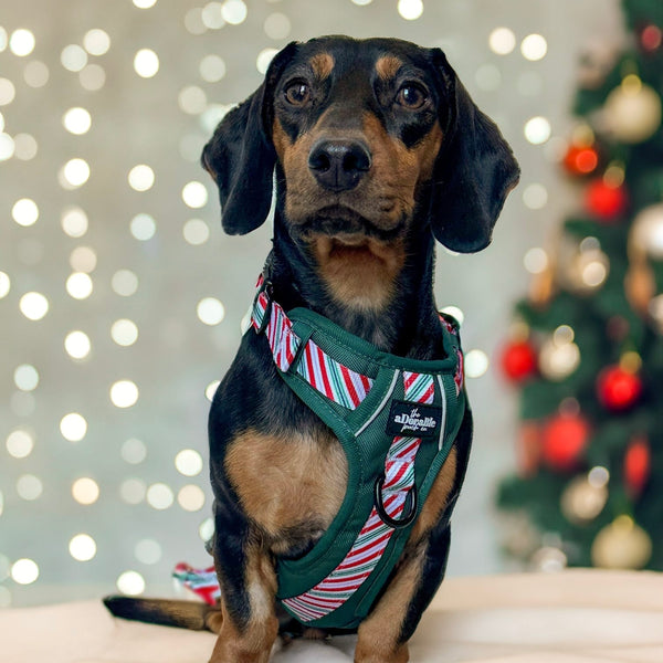 Hike & Go™ Harness - Candy Cane Forest