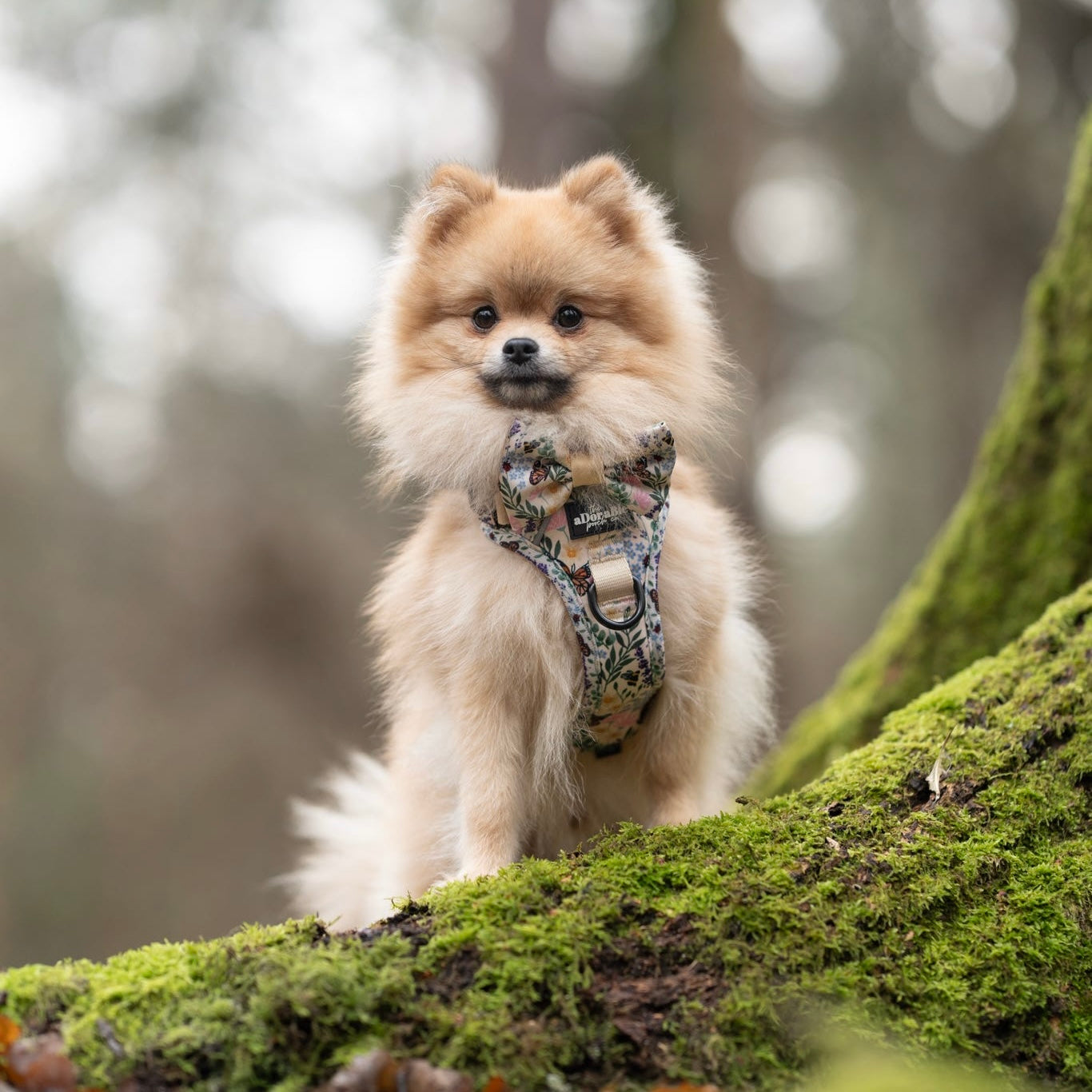 Hike & Go Lite™ Harness - Bumbles & Butterflies