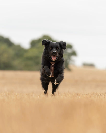 Streamline Pro™ Dog Harness - Heritage Collection - Truffle Brown