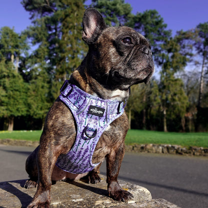 Hike & Go Lite™ Harness - Lavender Haze