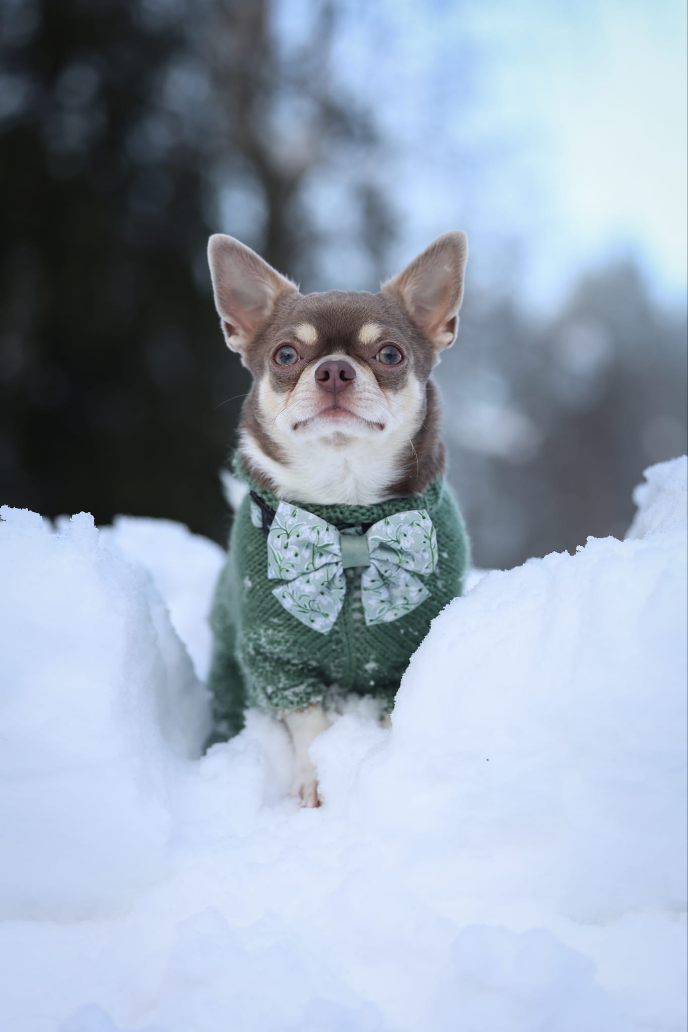 Dog Sailor Bow Tie - Silent Snowdrops