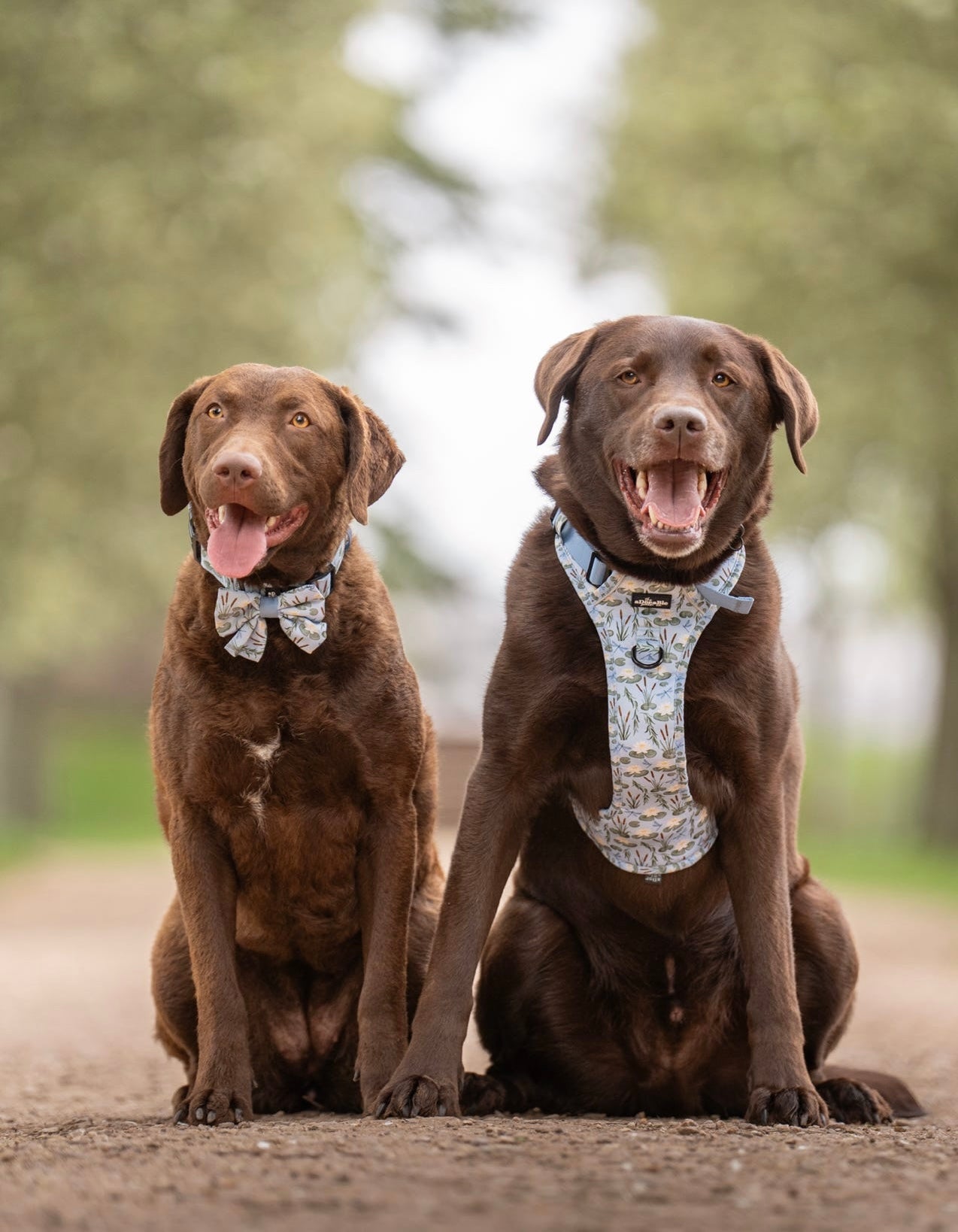 Hike & Go Lite™ Harness - Willow Waters