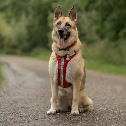 Hike & Go™ Harness - Garlands Of Evergreen