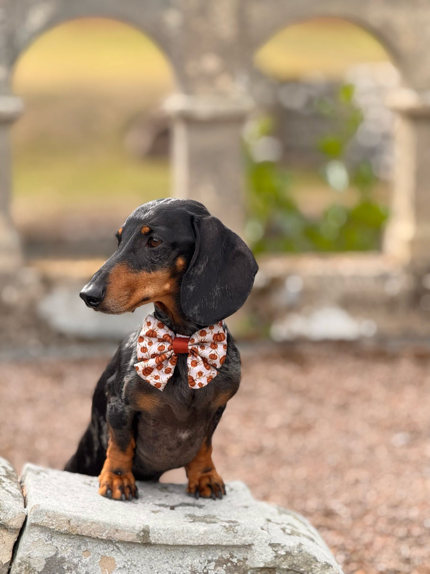 Dog Sailor Bow Tie - Pumpkin Farm