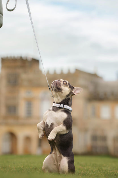 Laura Ashley Dog Collar - Magnolia Grove