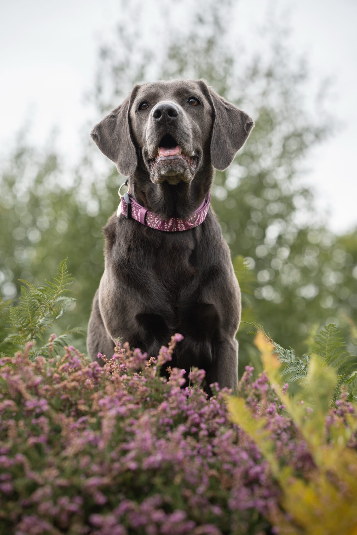 Collar - Highland Heather