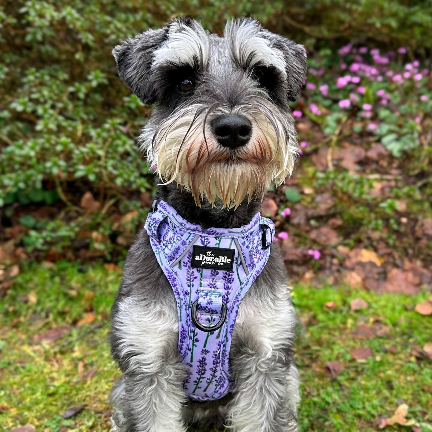 Hike & Go Lite™ Harness - Lavender Haze