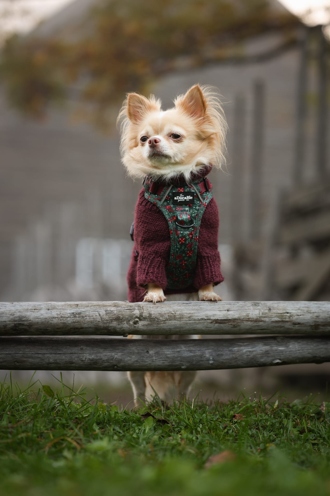 Hike & Go Lite™ Harness - Holly & Ivy