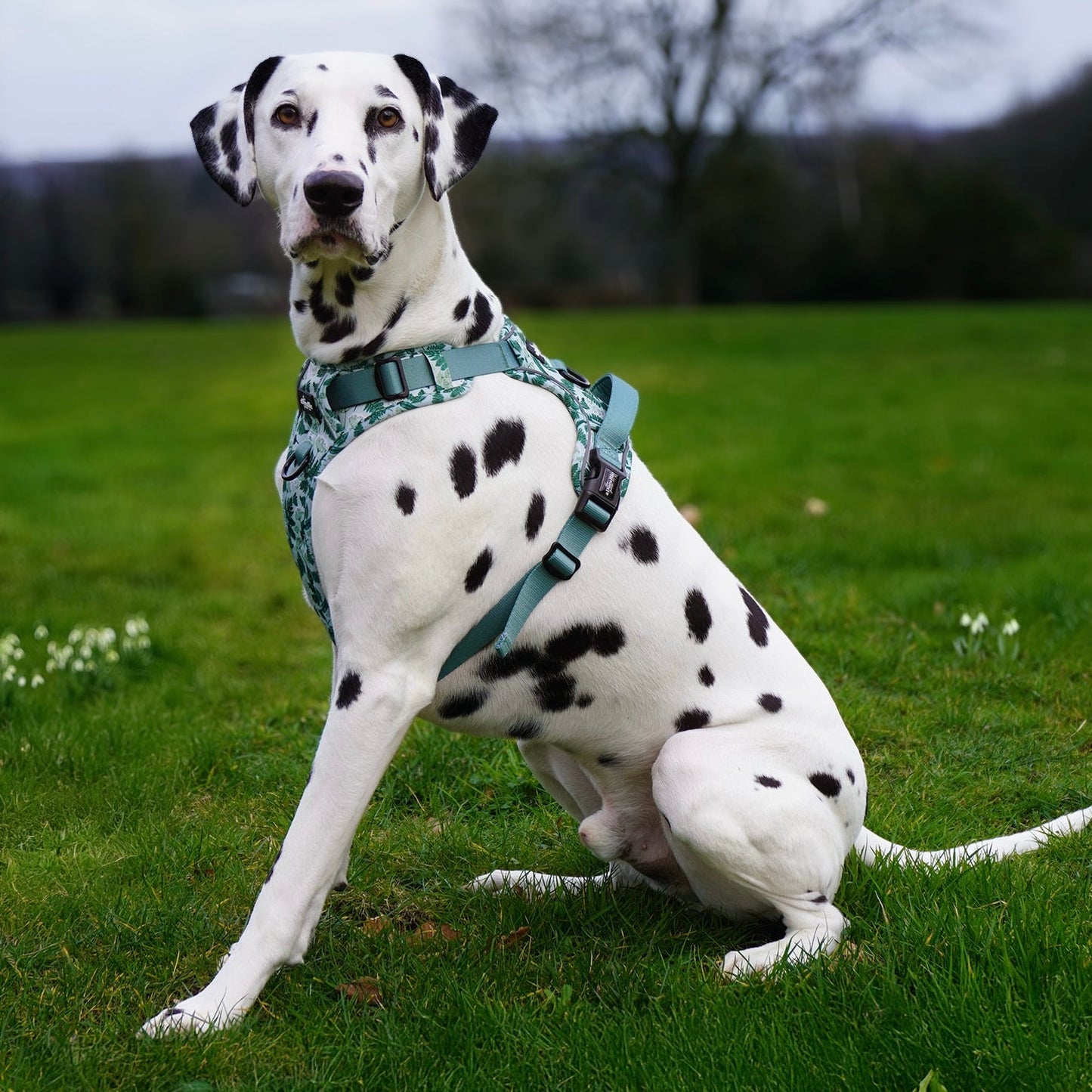 Hike & Go Lite™ Harness - Forest Of Ferns