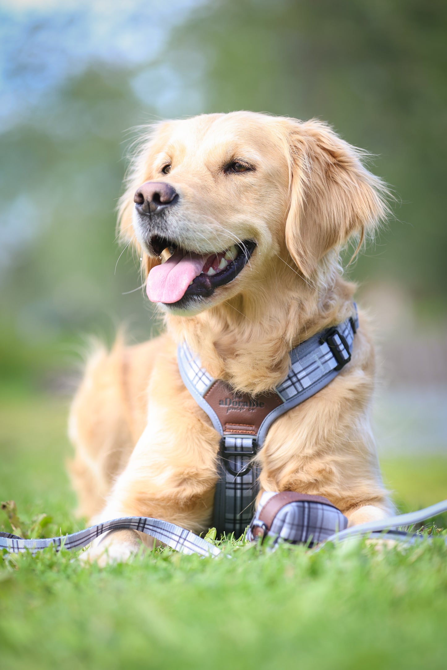 Streamline Pro™ Dog Harness - Heritage Collection - Gunsmoke Grey