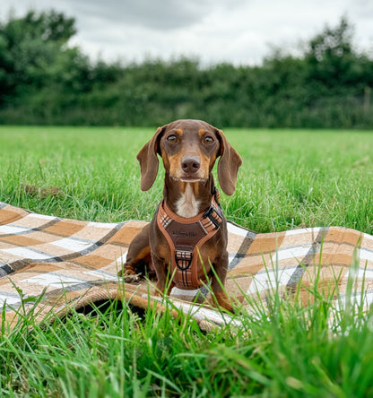 Streamline Pro™ Dog Harness - Heritage Collection - Butterscotch Biscuit