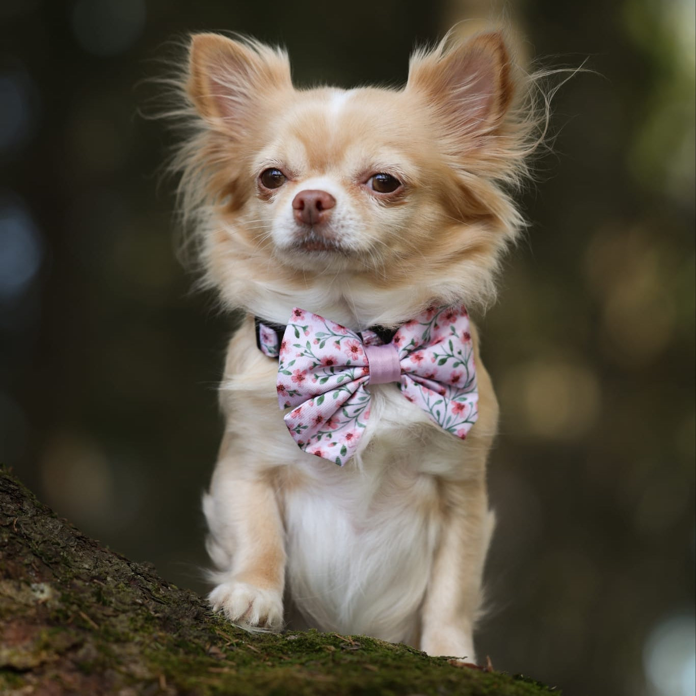 Small dog with a bow tie sitting on a tree branch