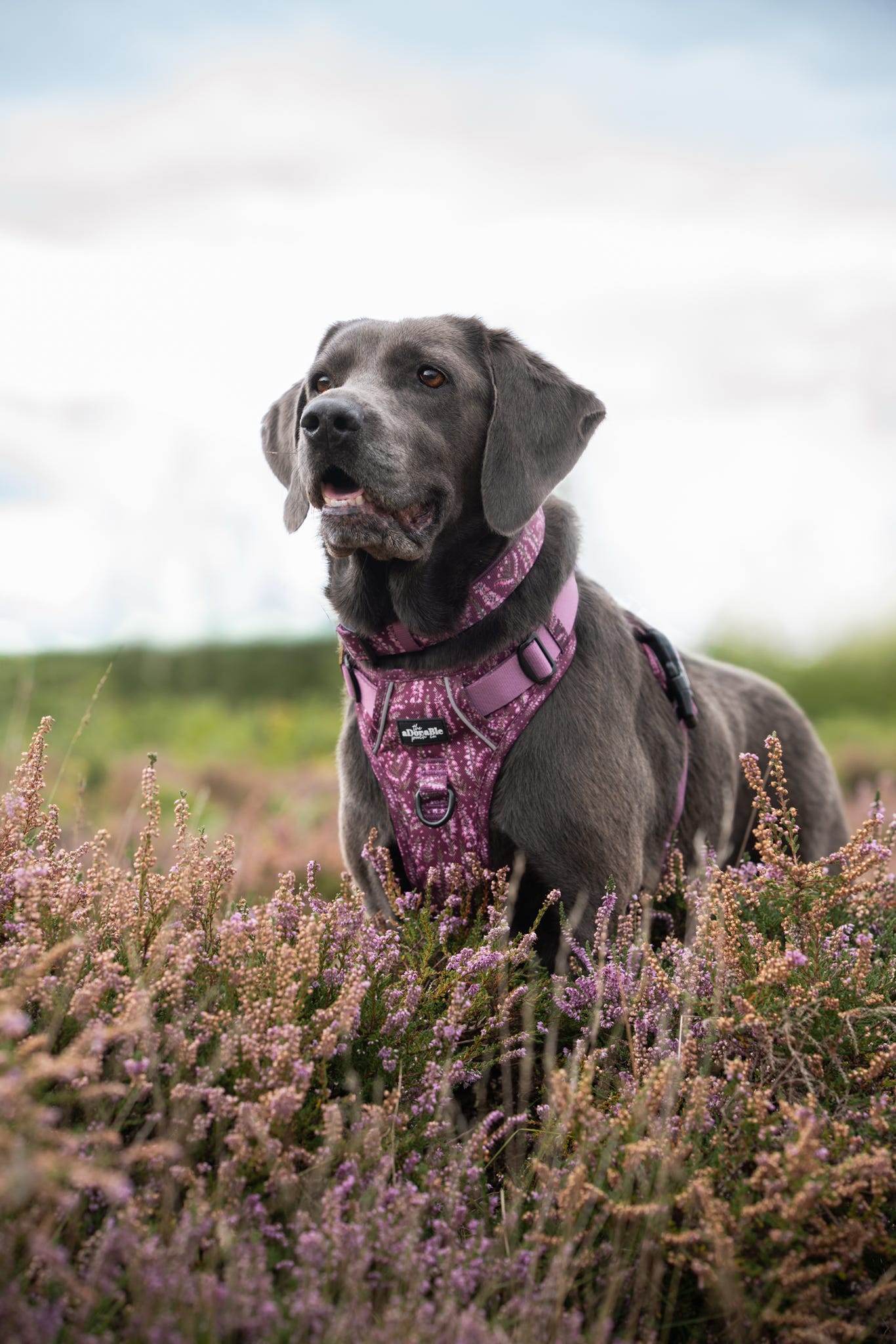 Hike & Go™ Harness - Highland Heather