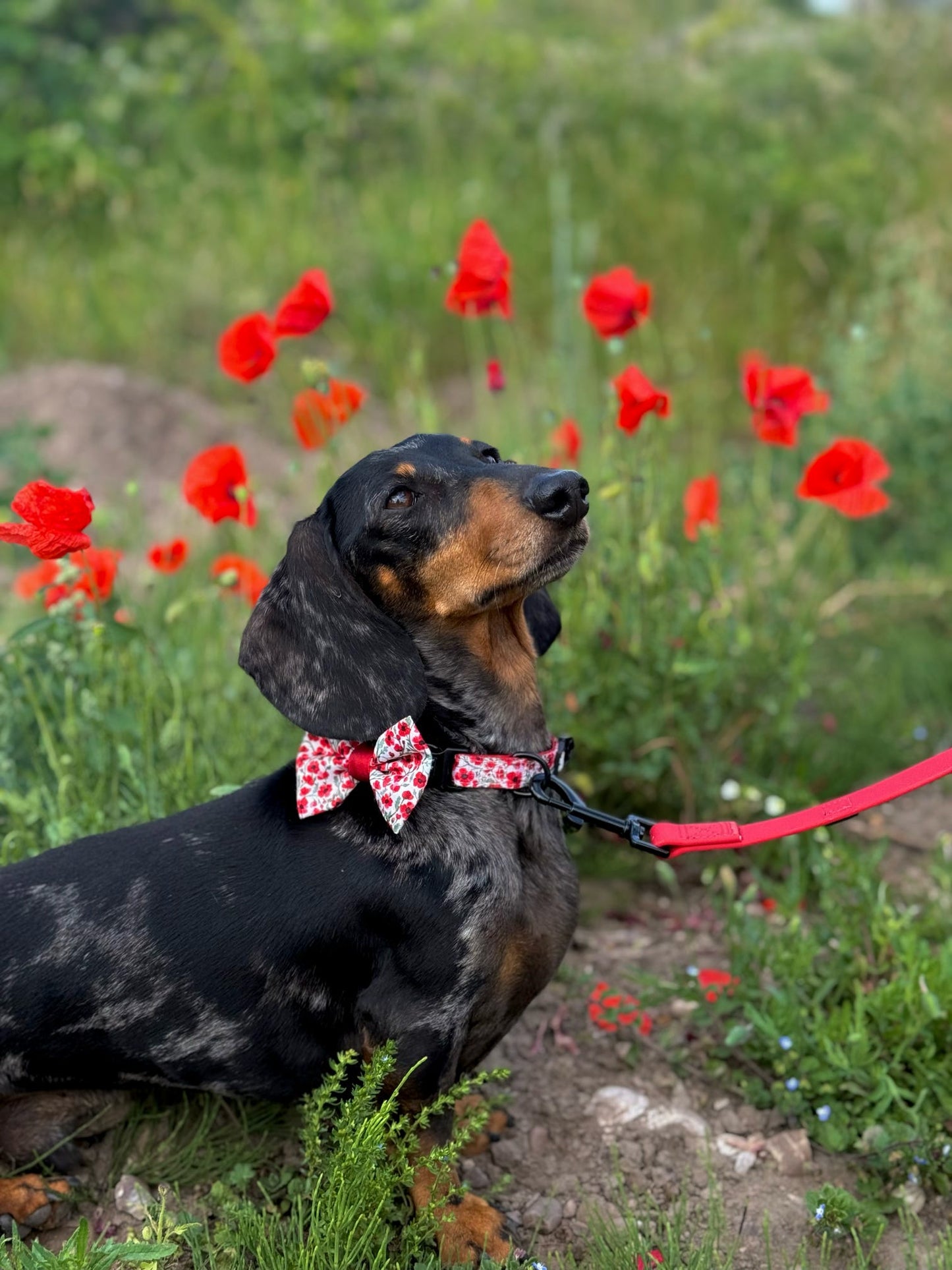Collar - Painted Poppies