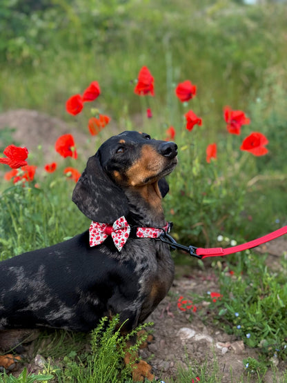Collar - Painted Poppies