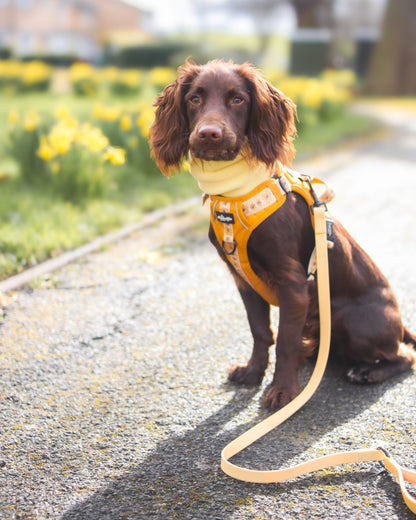 HydroFlex™ Two-tone Waterproof Dog Lead - Lemon Sherbet