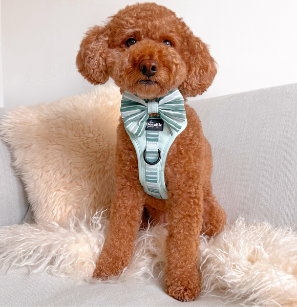 Hike & Go™ Harness - Hint Of Mint