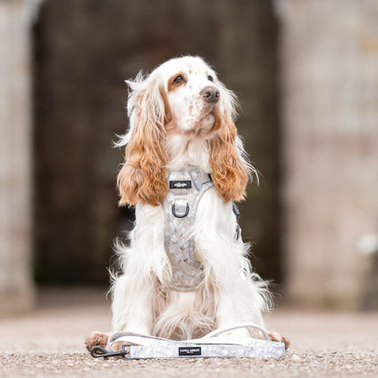 Dog sitting on a leash in front of a stone archway
