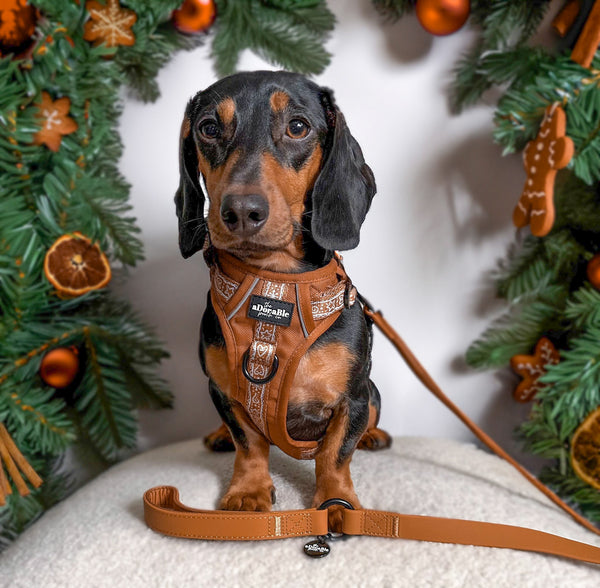 Hike & Go™ Harness - Gingerbread Frosting