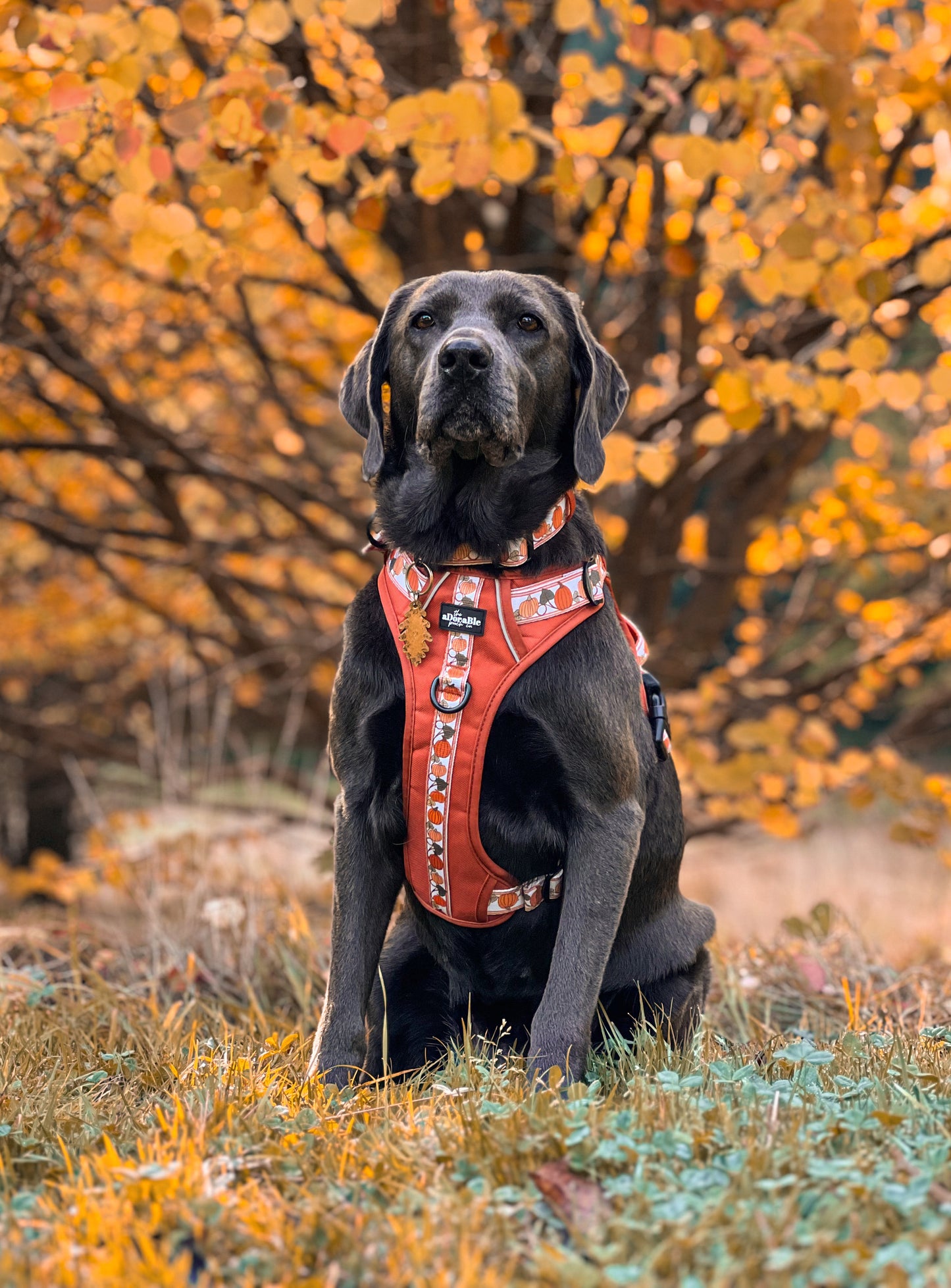 Hike & Go™ Harness - Pumpkin Fields