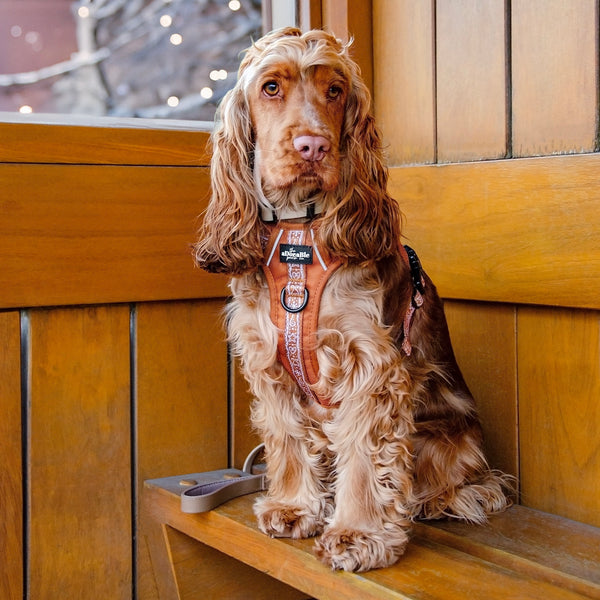 Hike & Go™ Harness - Gingerbread Frosting