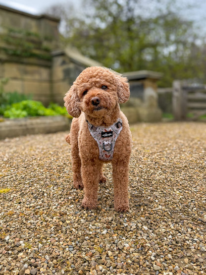 Hike & Go Lite™ Harness - Cotswold Cottage