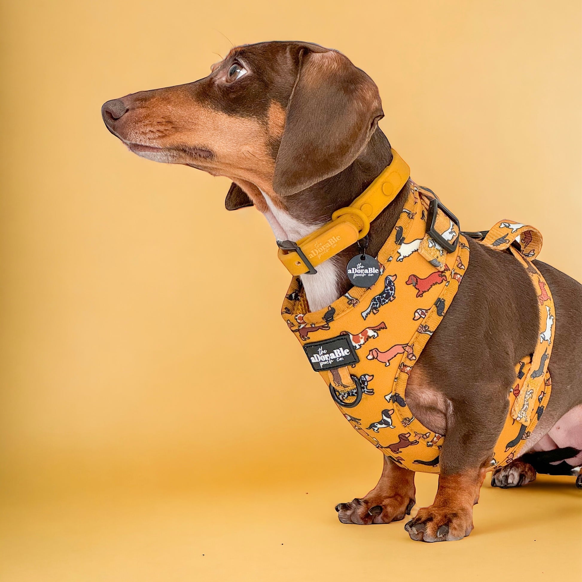Adjustable Harness Dashing Dachshunds – The aDoraBle Pooch Company