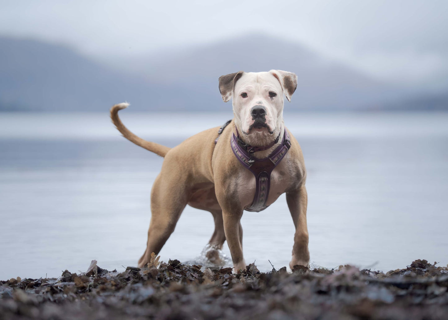 Streamline Pro™ Dog Harness - Moonlit Pines