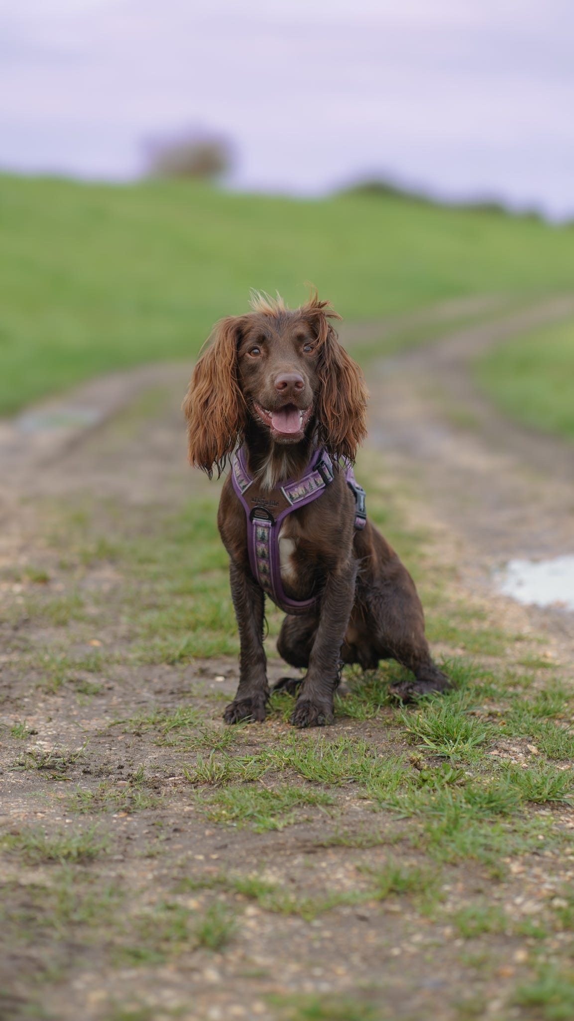 Streamline Pro™ Dog Harness - Moonlit Pines