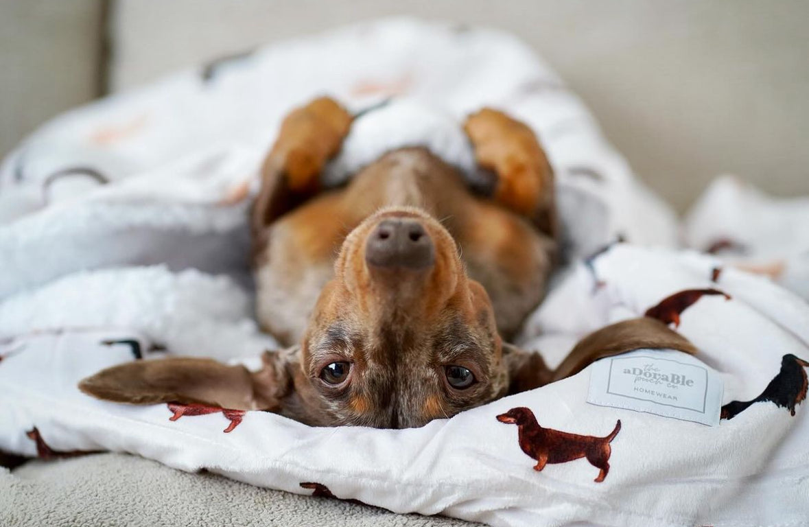 Supersize Soft Blanket - Watercolour Dachshunds