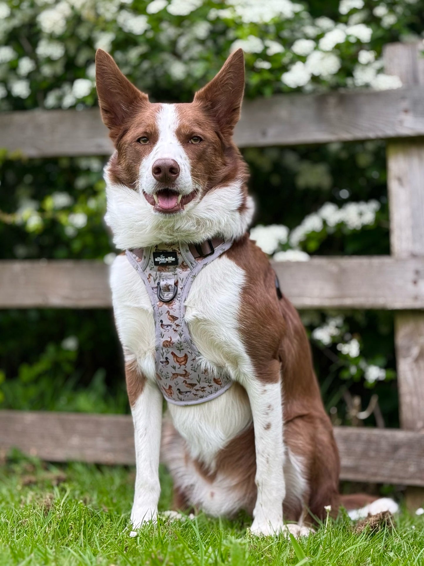 Hike & Go Lite™ Harness - Cotswold Cottage