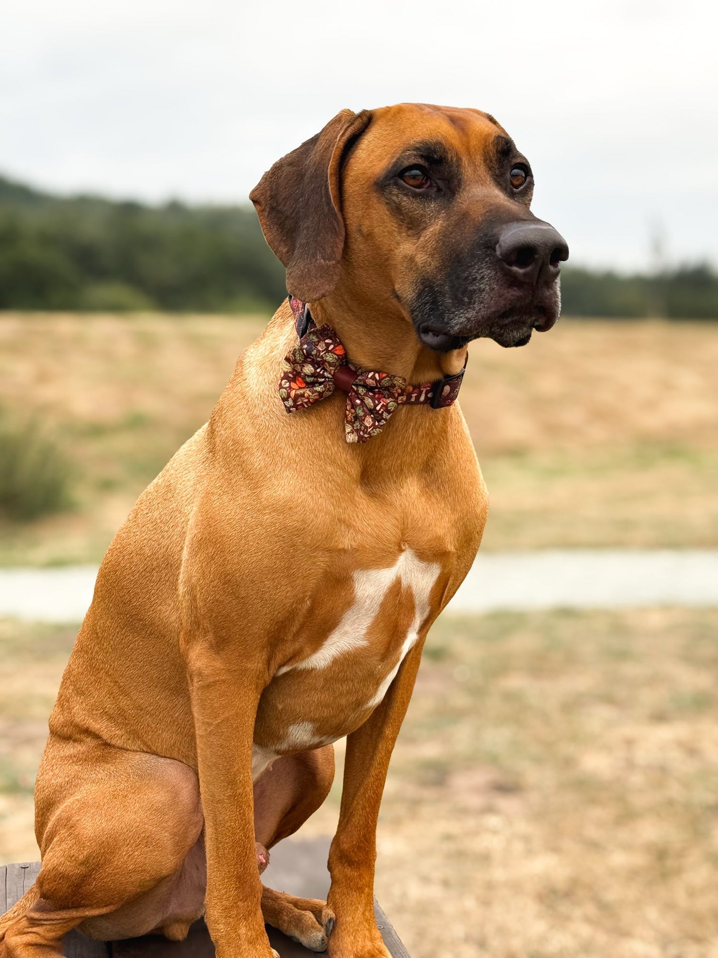 Sailor Bow Tie - Foragers Forest