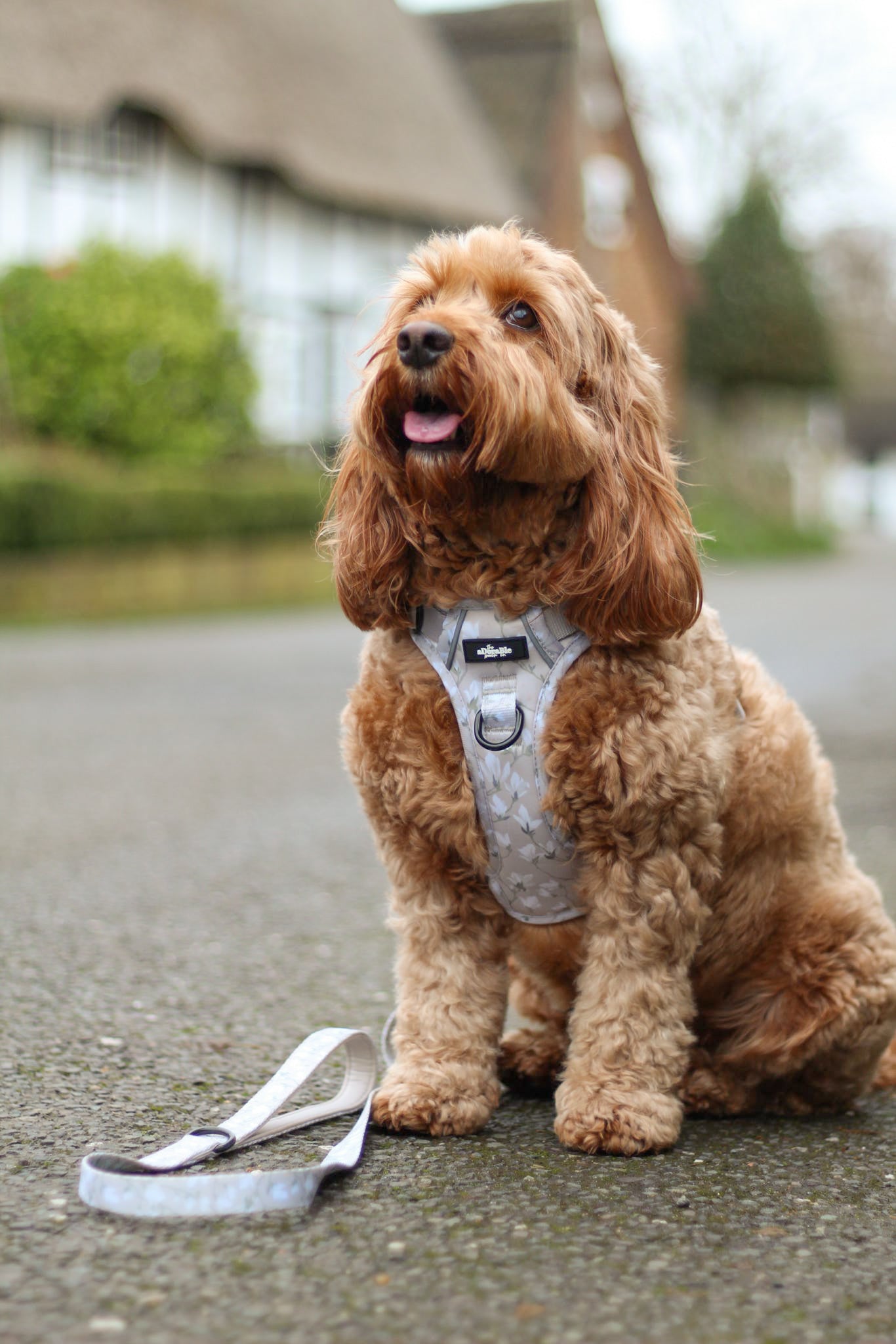 Laura Ashley Dog Harness - Magnolia Grove