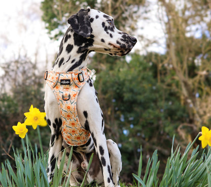 Hike & Go Lite™ Harness - Delicate Daffodils