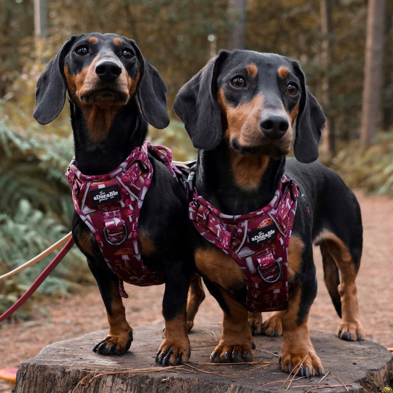 Hike & Go Lite™ Harness - Mulberry Mushrooms