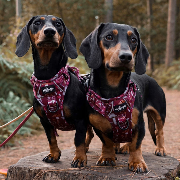 Hike & Go Lite™ Harness - Mulberry Mushrooms