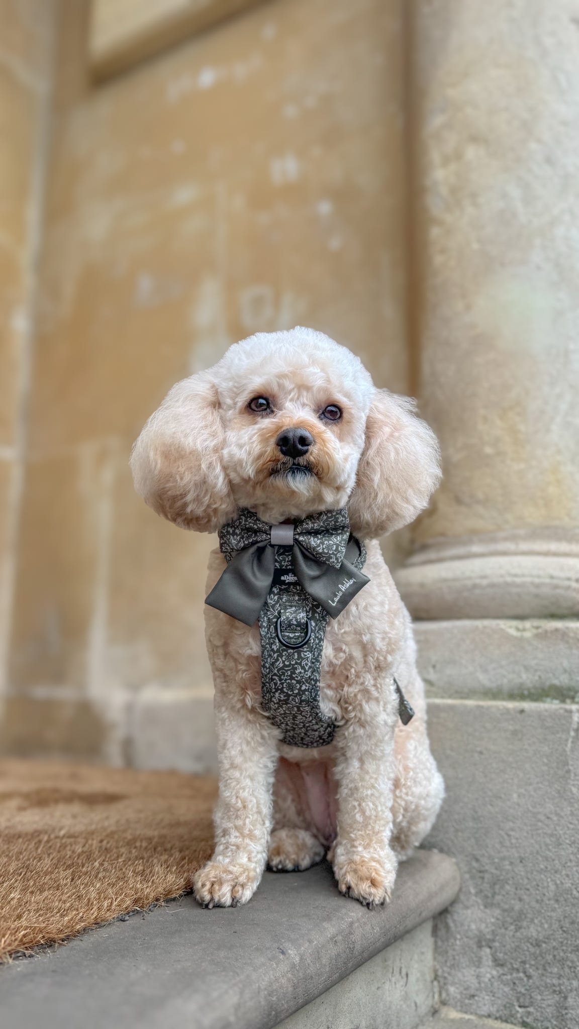 Laura Ashley Dog Harness - Sweet Alyssum