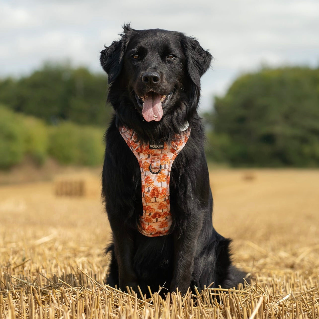 Hike & Go Lite™ Harness - Autumn Orchard