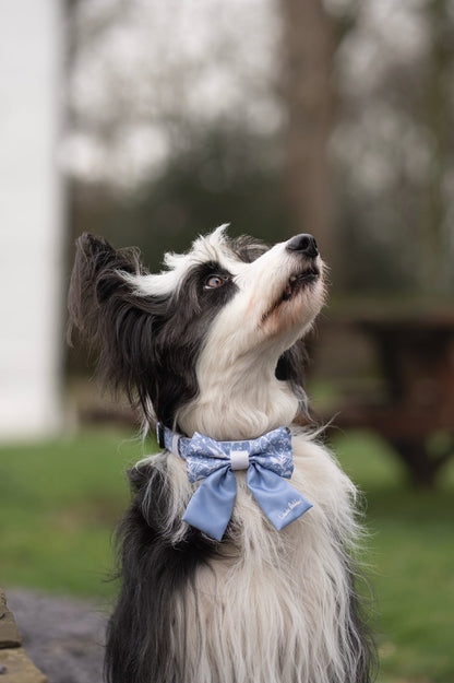 Dog wearing a blue sailor bow tie outdoors with a blurred background