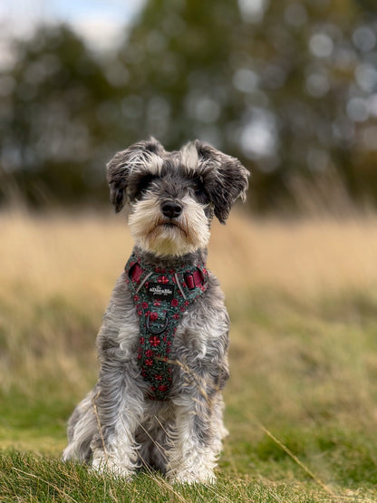 Hike & Go Lite™ Harness - Holly & Ivy