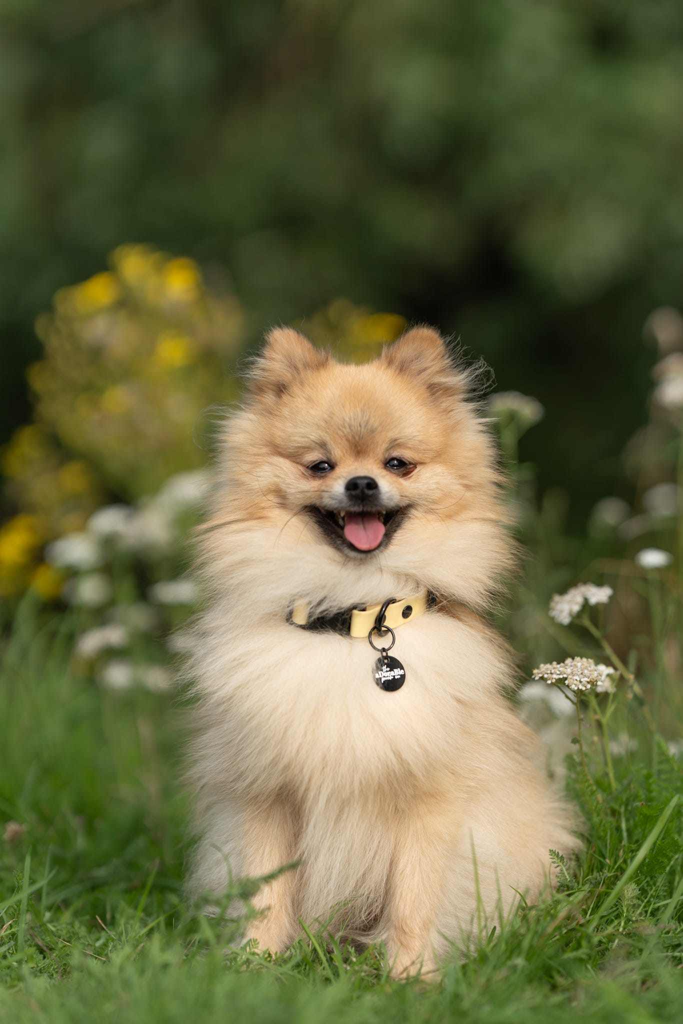 HydroFlex Lite™ Dog Collar - Lemon Sherbet