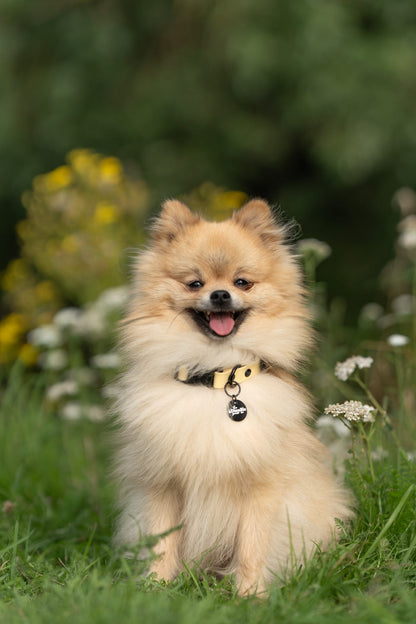 HydroFlex Lite™ Dog Collar - Lemon Sherbet