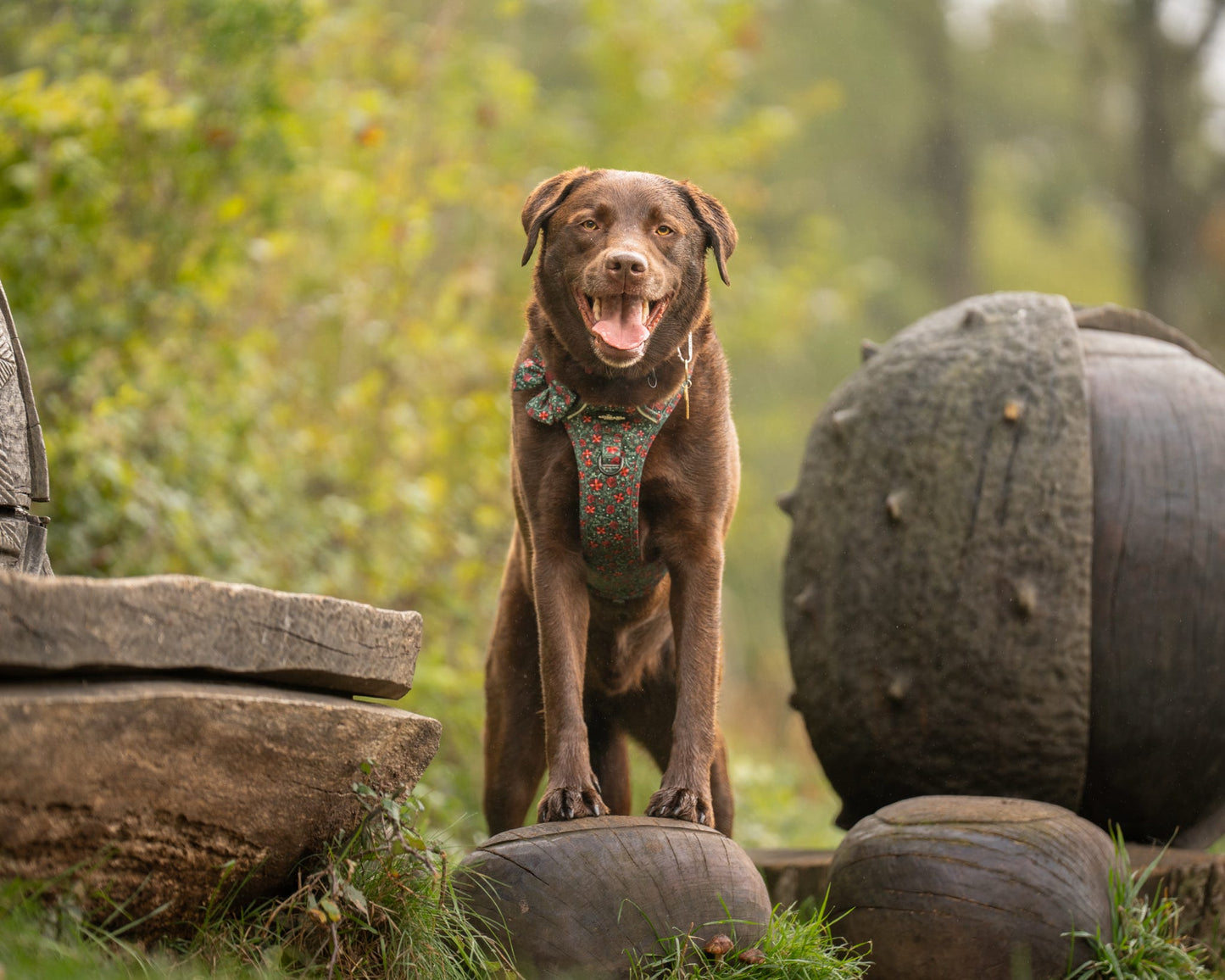 Hike & Go Lite™ Harness - Holly & Ivy