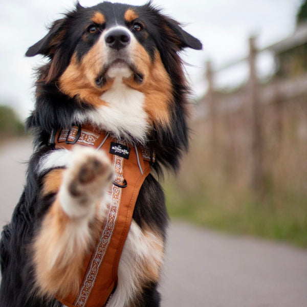 Hike & Go™ Harness - Gingerbread Frosting