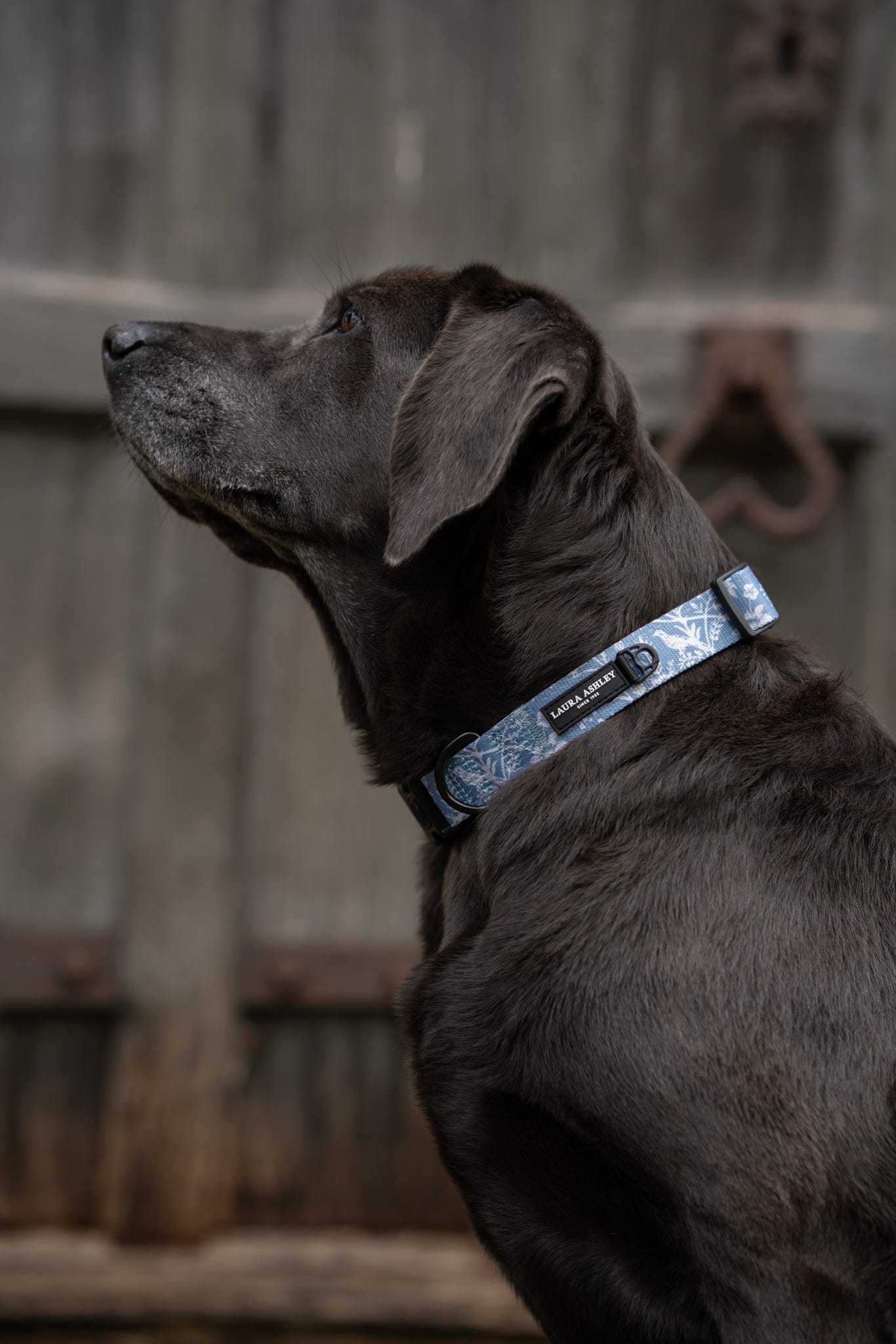 Laura Ashley Dog Collar - Shepherd's Purse